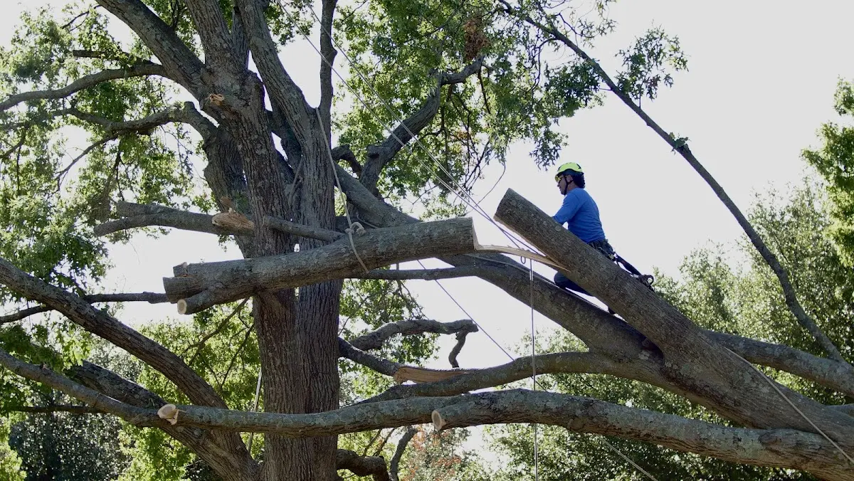 Professional Crown Thinning performed by certified arborists in Wabasha